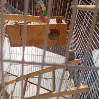 سه عدد مرغ عشق