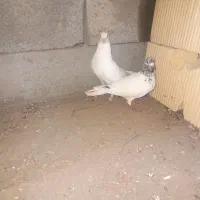 یک جفت کبوتر پرشی