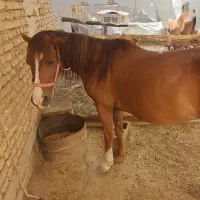 مادیان۶ساله و کره مادیان۲۰ماهه