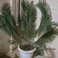 درختچه زینتی سیکاس|گل و گیاه طبیعی|گنبد کاووس, |دیوار