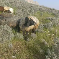 قوچ ذات دار
