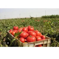 کار|خدمات باغبانی و درختکاری|ازنا, |دیوار