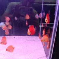 فروش دیسکس های درجه ۱|ماهی|رشت, پل تالشان|دیوار