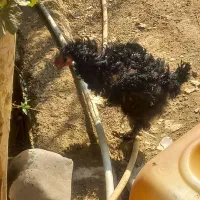 مرغ سیاه فری مادرودختر|حیوانات مزرعه|پاکدشت, پاکدشت (مامازند)|دیوار