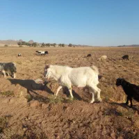 تکه سانن|حیوانات مزرعه|نهبندان, |دیوار