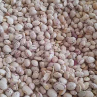 لوبیا چیتی