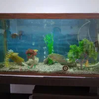 آکواریوم|ماهی|خرمدره, |دیوار