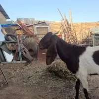 بز جوان
