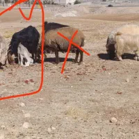 تعدادی میمه ورک بز بزغاله دزدی شدن