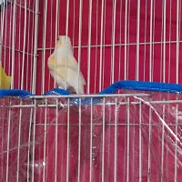 قناری موزاییکی|پرنده|خواف, |دیوار