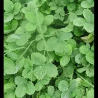 نهال توت فرنگی قلمه انواع درختان