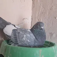 کبوتر پاکستانی