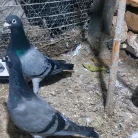 کبوتر های تک پر همه پرشی ب شرط