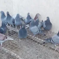 پرنده