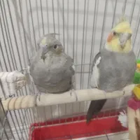 یک جفت عروس هلندی|پرنده|تهران, شهید رجایی|دیوار