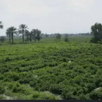 زمین-کشاورزی-رودان-مرکز-شهر