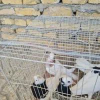 پنچ تاطوقی سه تانردوتا ماده