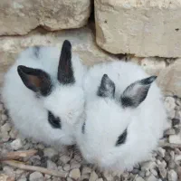 فروش بچه خرگوش|موش و خرگوش|فیروزآباد (فارس), |دیوار