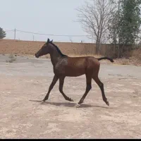 کره اسب ۸