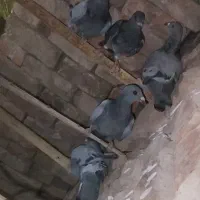 تعدادپرنده