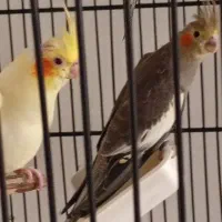 جوجه عروس هلندی|پرنده|پردیس, فاز ۱۱|دیوار