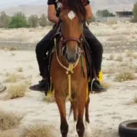 مادیان و کره