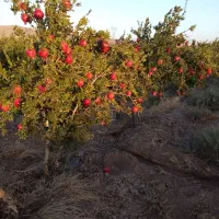 باغ-فروشی-در-روستای-بوری-آباد