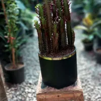 گلخانه اکسیژن