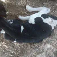 فروش گوساله نر ۱ ماه شیر خوار