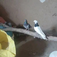 کبوتر  درج  یک