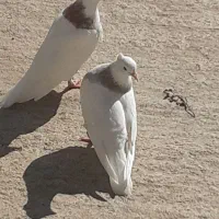 کفتر طوقی|پرنده|کوهدشت, |دیوار