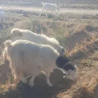 ۴ عدد بزینه|حیوانات مزرعه|بسطام, |دیوار