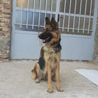 ژرمن ماده موکوتاه