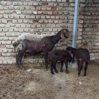 گوسفند قزل افشار، شکم سوم، دوقلو بره هردو ماده