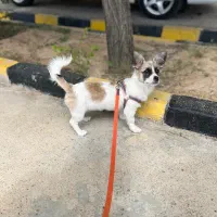 اشپیتز سه ماهه