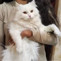 گربه پرشین فروشی|گربه|کرمان, |دیوار