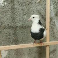 کفتر پرشی|پرنده|شیروان (خراسان), |دیوار