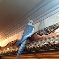عروس هلندی نر وایت فیس تاج پرنسسی|پرنده|تهران, دروازه شمیران|دیوار