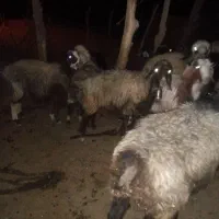 میش سر حال زیر قیمت|حیوانات مزرعه|لوداب, |دیوار