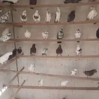کبوتر اصیل کاشان سرخ حنایی سرور چلچله کله دار|پرنده|کاشان, فین بزرگ|دیوار