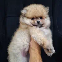 توله پامر نر ۳ ماهه