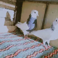 یه جفت کبوتر با جوجع