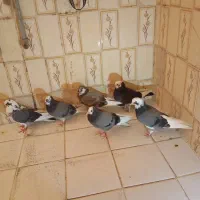 کفتر شازده پرشی