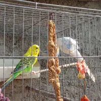 طوطی برزیلی ومرغ عشق