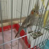 عروس هلندی معاوضه ای