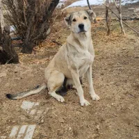 واگذاری سگ ماده سرابی