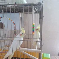 عروس هلندی لوتینو رام و دستی