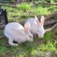 خرگوش|موش و خرگوش|بابل, |دیوار