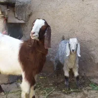 بزجوان شیری