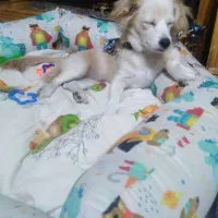 واگذاری سگ اشپیتز|سگ|شیراز, سعدیه شمالی|دیوار